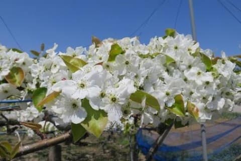第３０回　県レク大会・くつの日記念ウオーク　5/7㎞