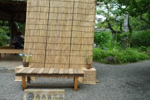 向島百花園界隈散策　５／７ｋｍ　団体歩行